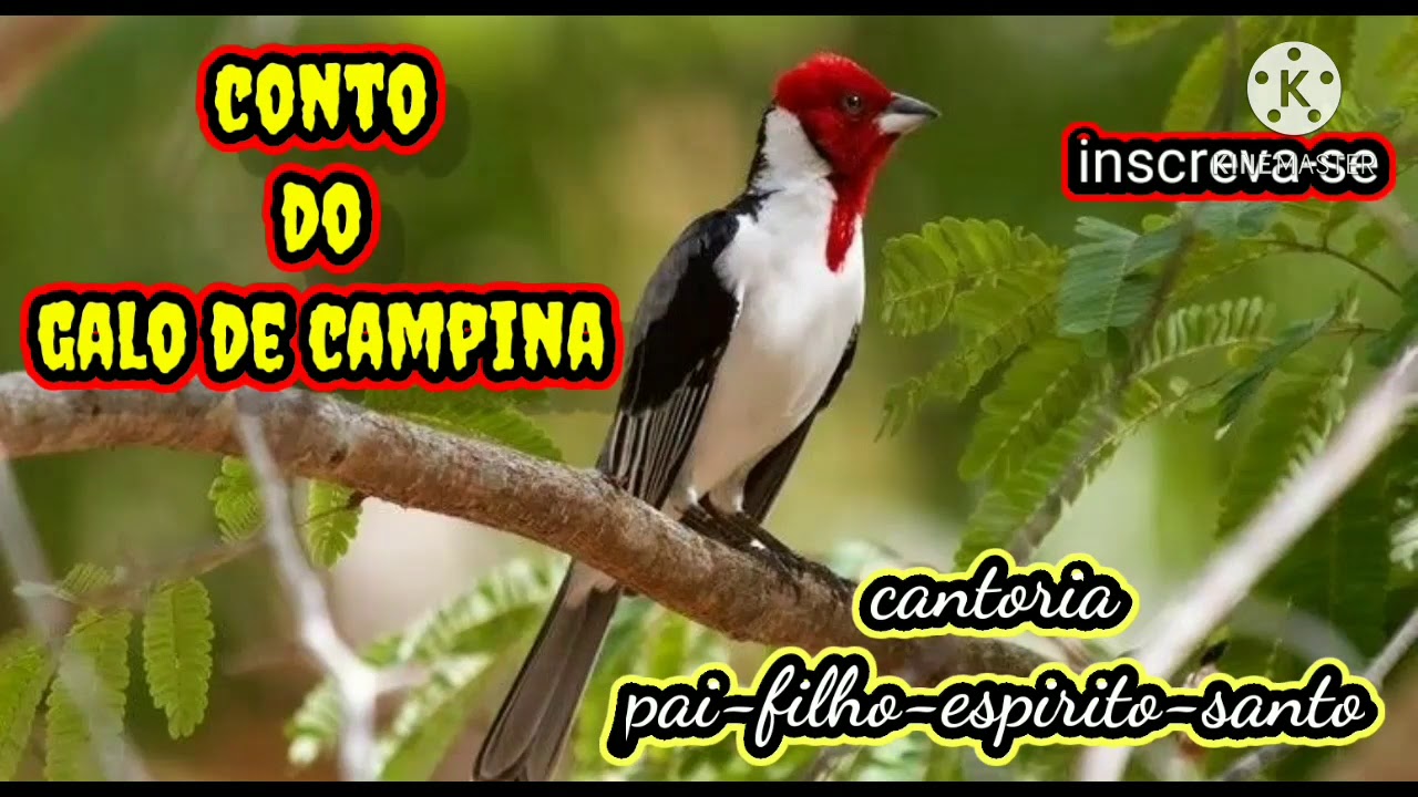 Galo de Campina Açoite compassado melhor cantoria Pai Filho Espírito