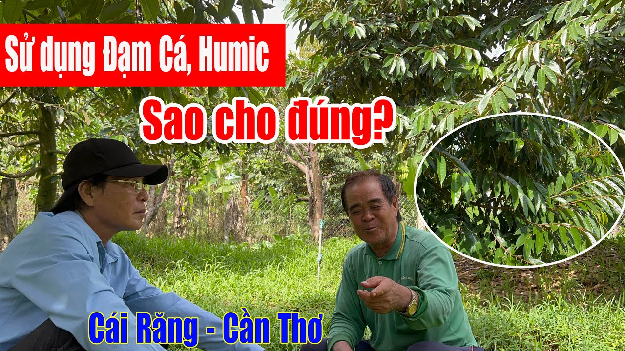 CÁCH SỬ DỤNG ĐẠM CÁ HUMIC SAO CHO ĐÚNG  - VƯỜN CHÚ BÌNH
