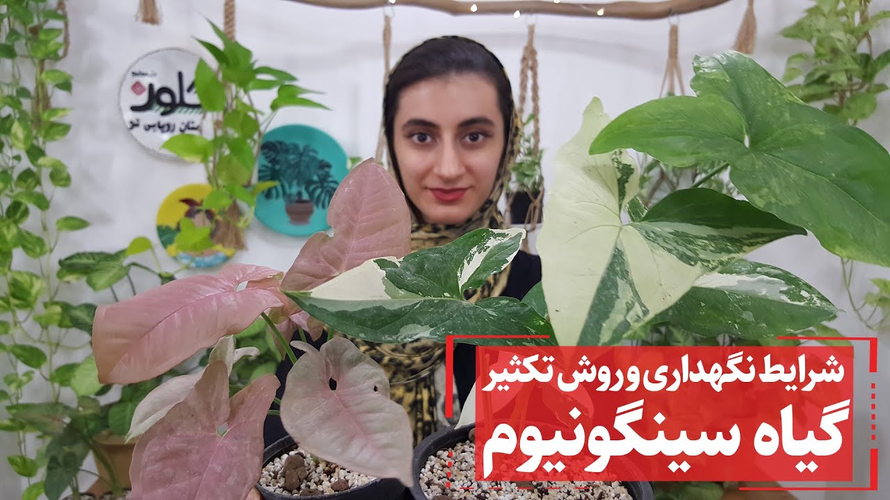 سینگونیوم یه گیاه رونده با رشد فوق‌العاده