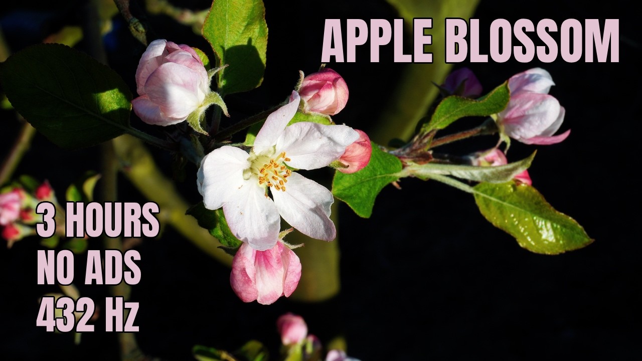 3 Hours with a Living Apple Blossom | 432Hz No Ads Listening Practice
