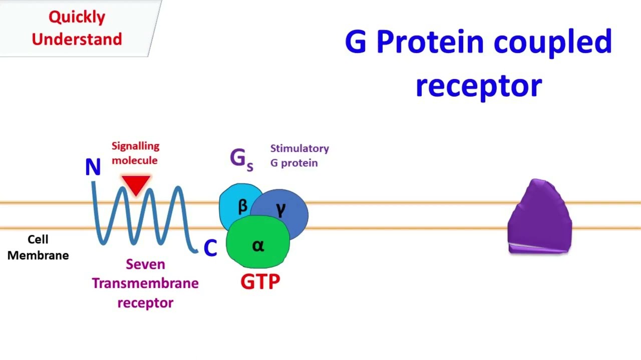 Рецептор, связанный с G-белком | GPCR