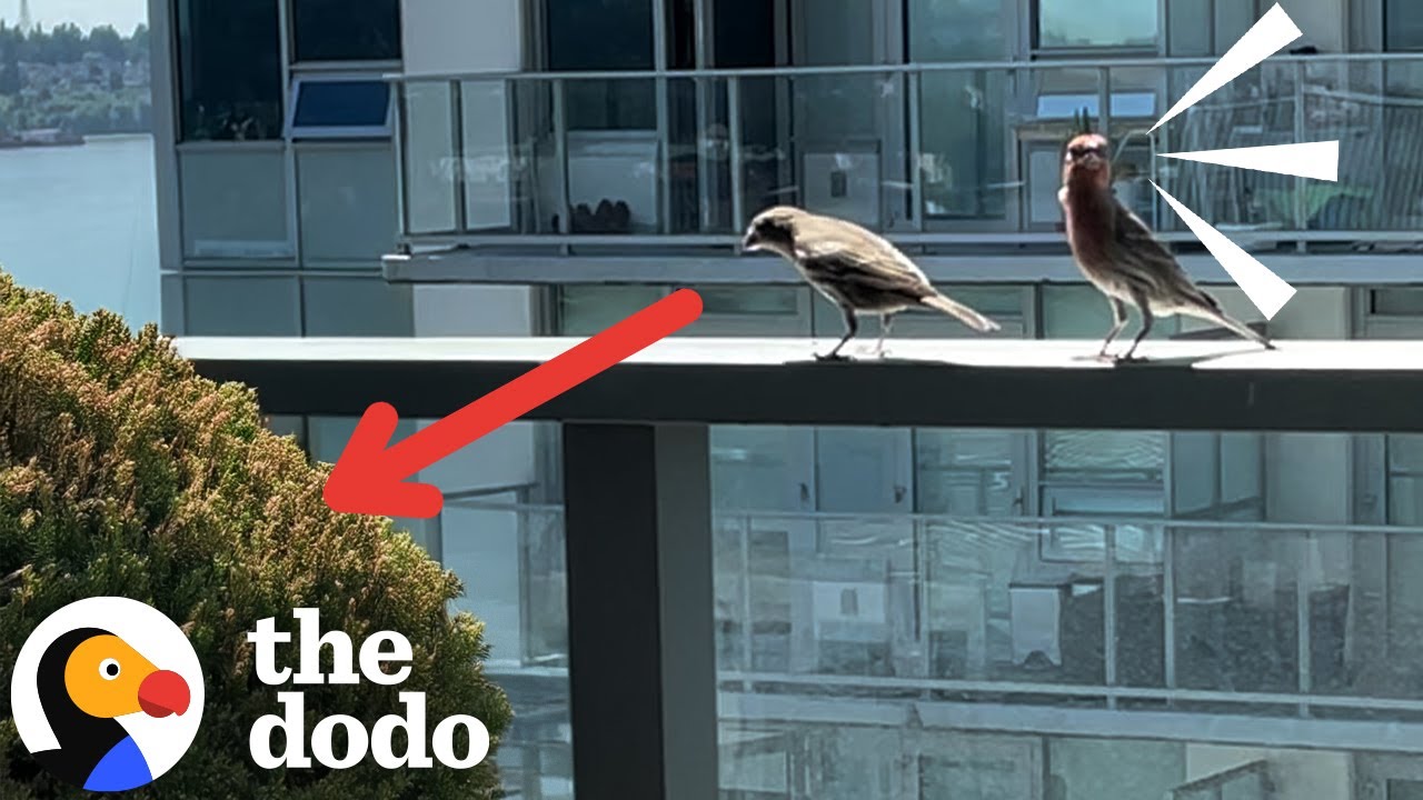 Bird Couple Keeps Visiting Guy's Balcony For The Sweetest Reason | The Dodo