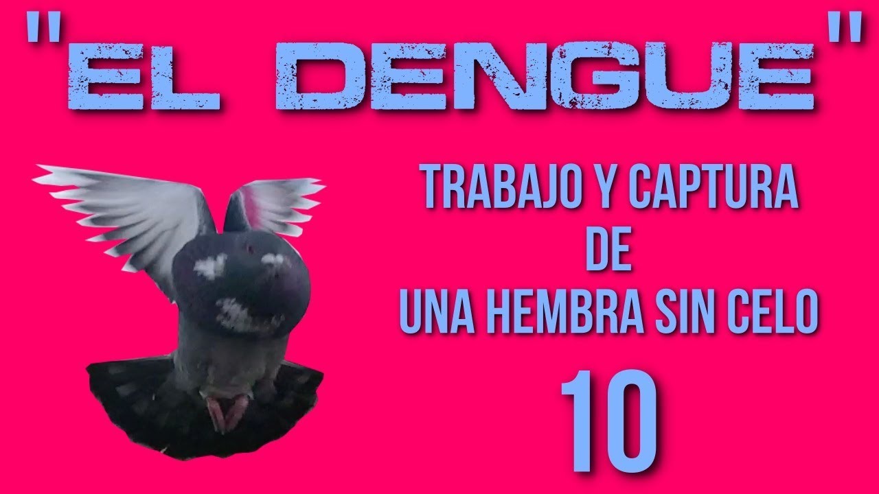 Palomos Ladrones. El Dengue ¿Rozando la perfección? ¿Un palomo 10?