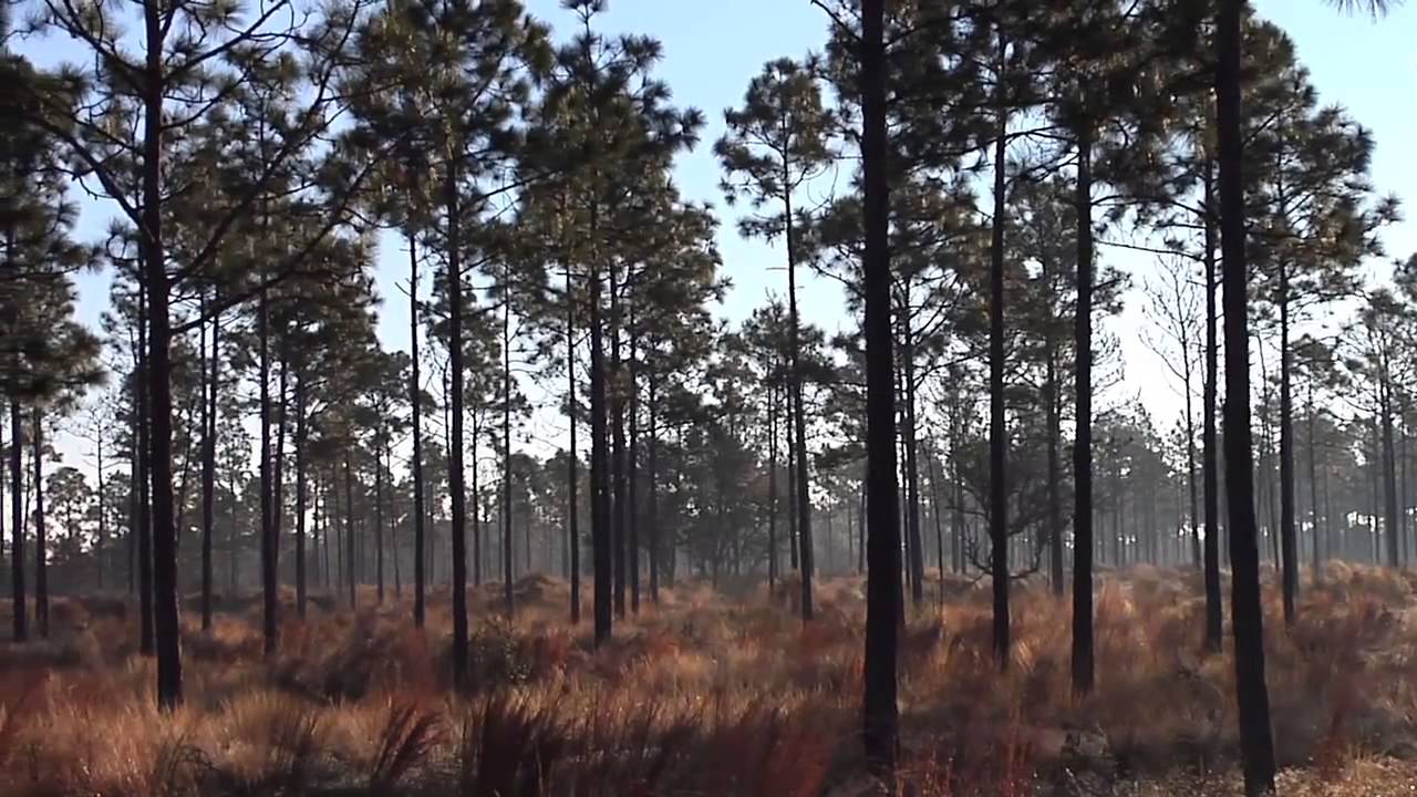 Orton Plantation Restoration