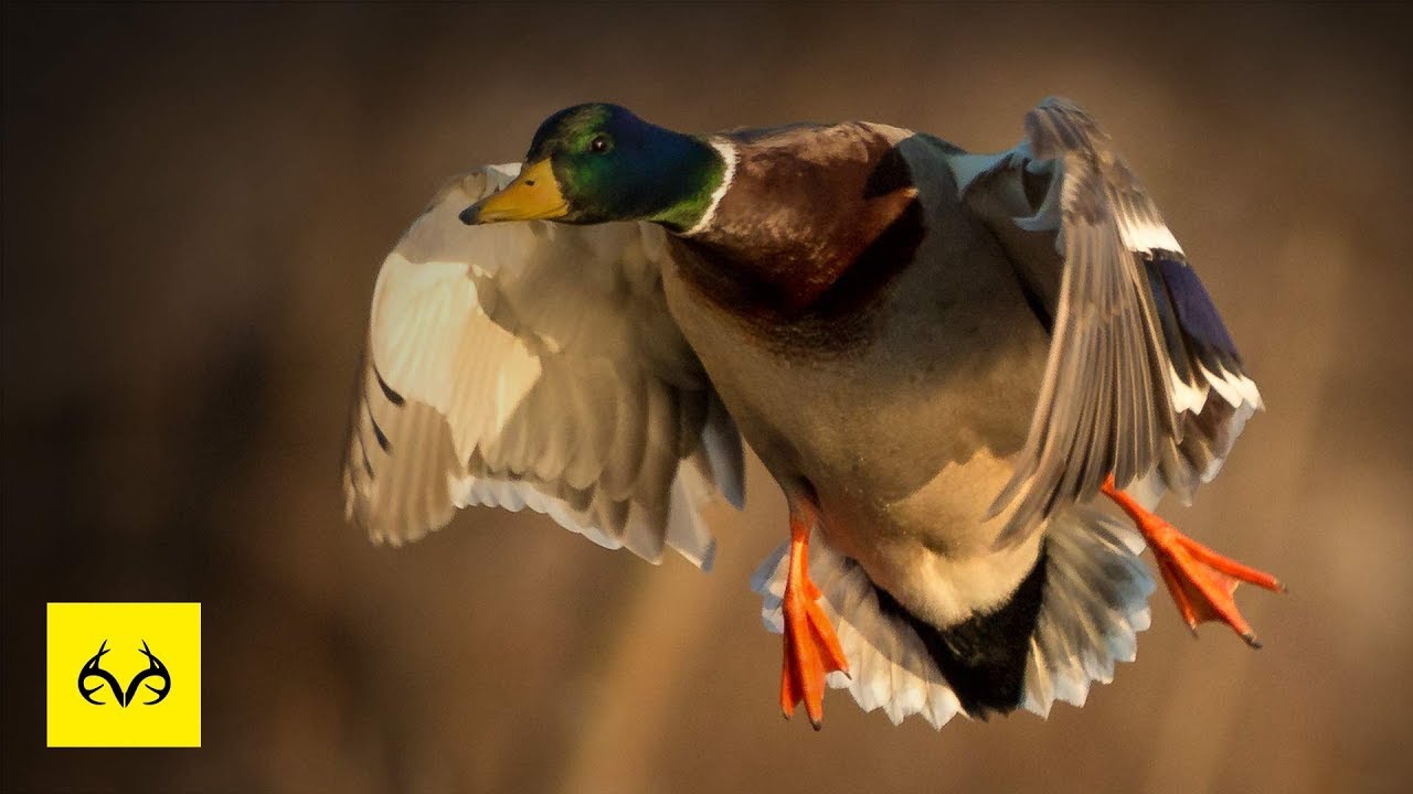 Kansas Waterfowl | SWARMS of Ducks
