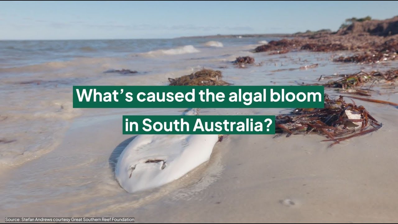 The drivers of algal blooms in Australia: What causes algae to go from friend to foe?