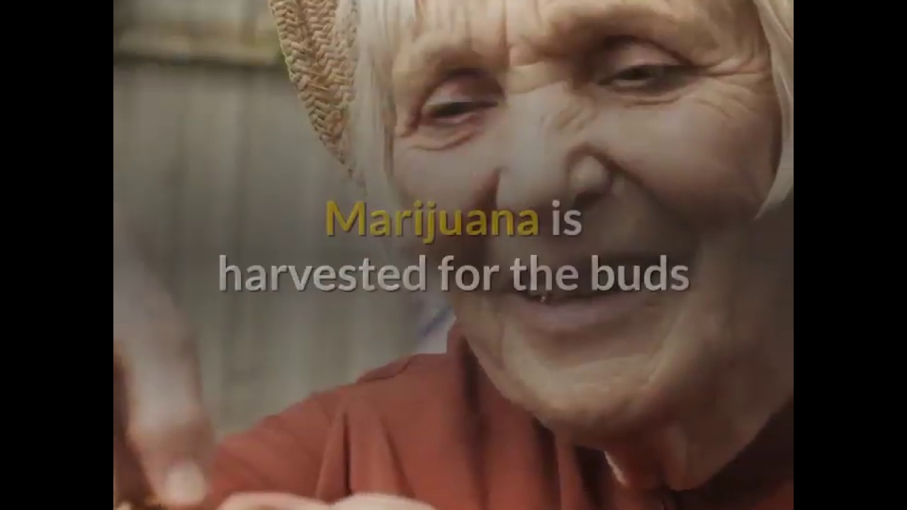 MMJ in a NY Minute: CBD Oil 516-570-7565
