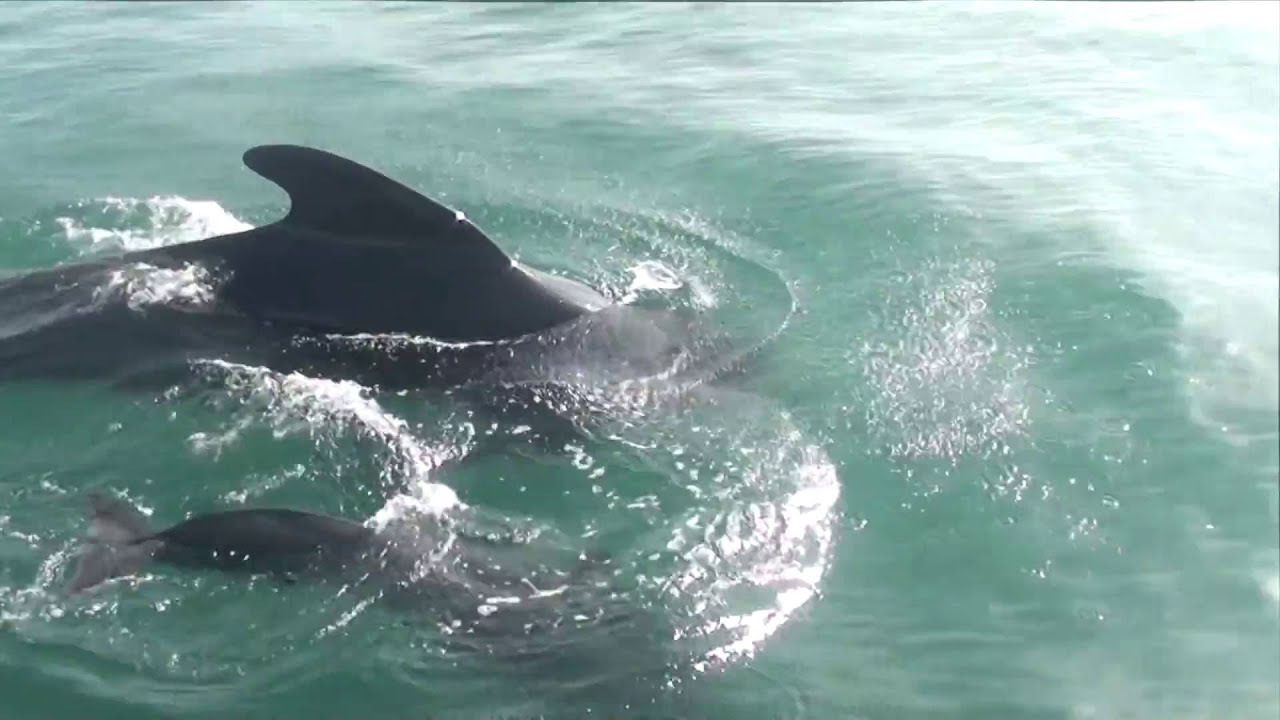 Pilot Whales Biscay Hallberg Rassy 42 Morgane of Sark