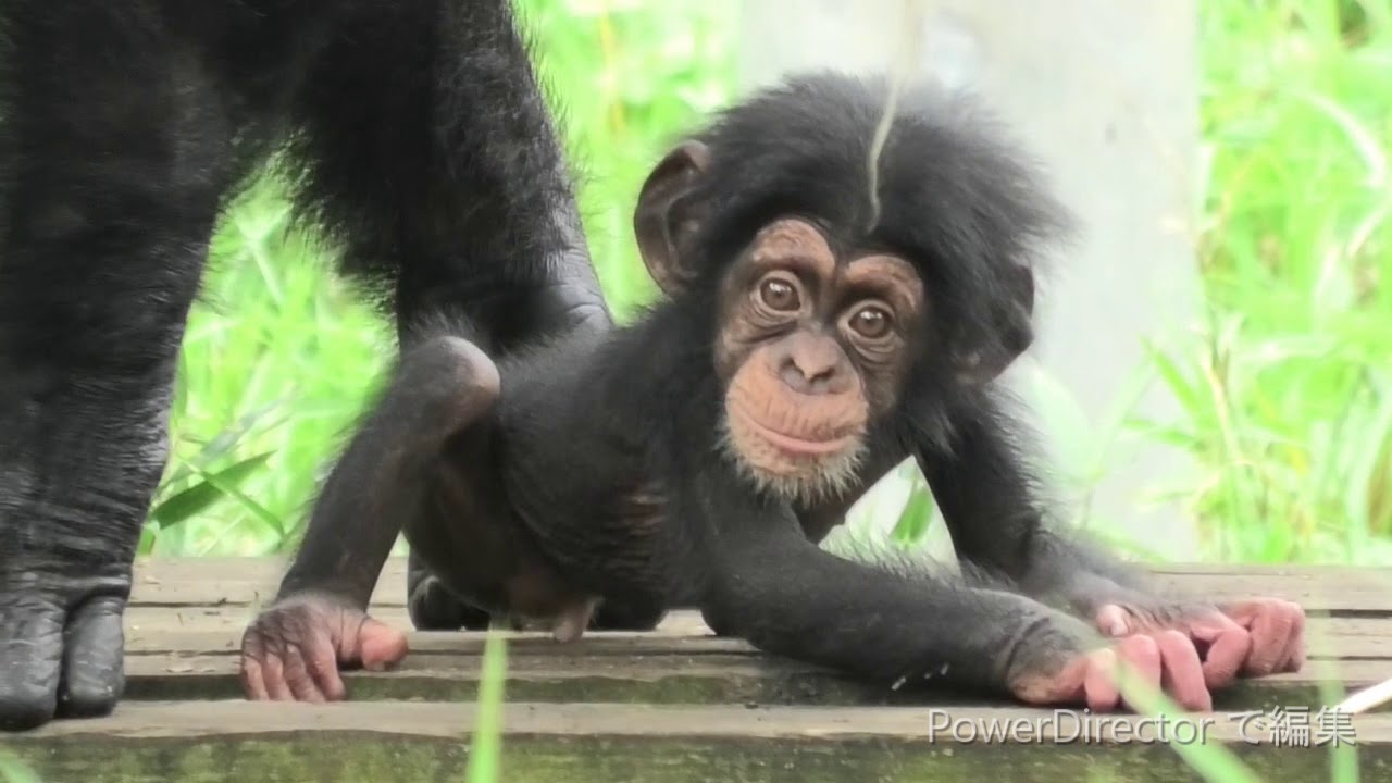 スーパーお母さんのモモコ　　Momoko, the great mother チンパンジー　多摩動物公園