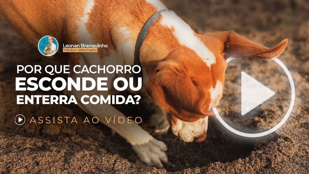 Por que cachorro esconde ou enterra comida?