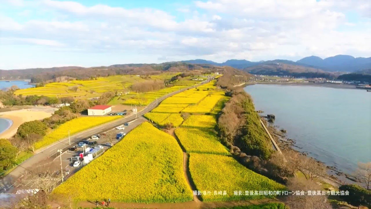 【ドローン映像】大分県豊後高田市　長崎鼻リゾートキャンプ場　菜の花