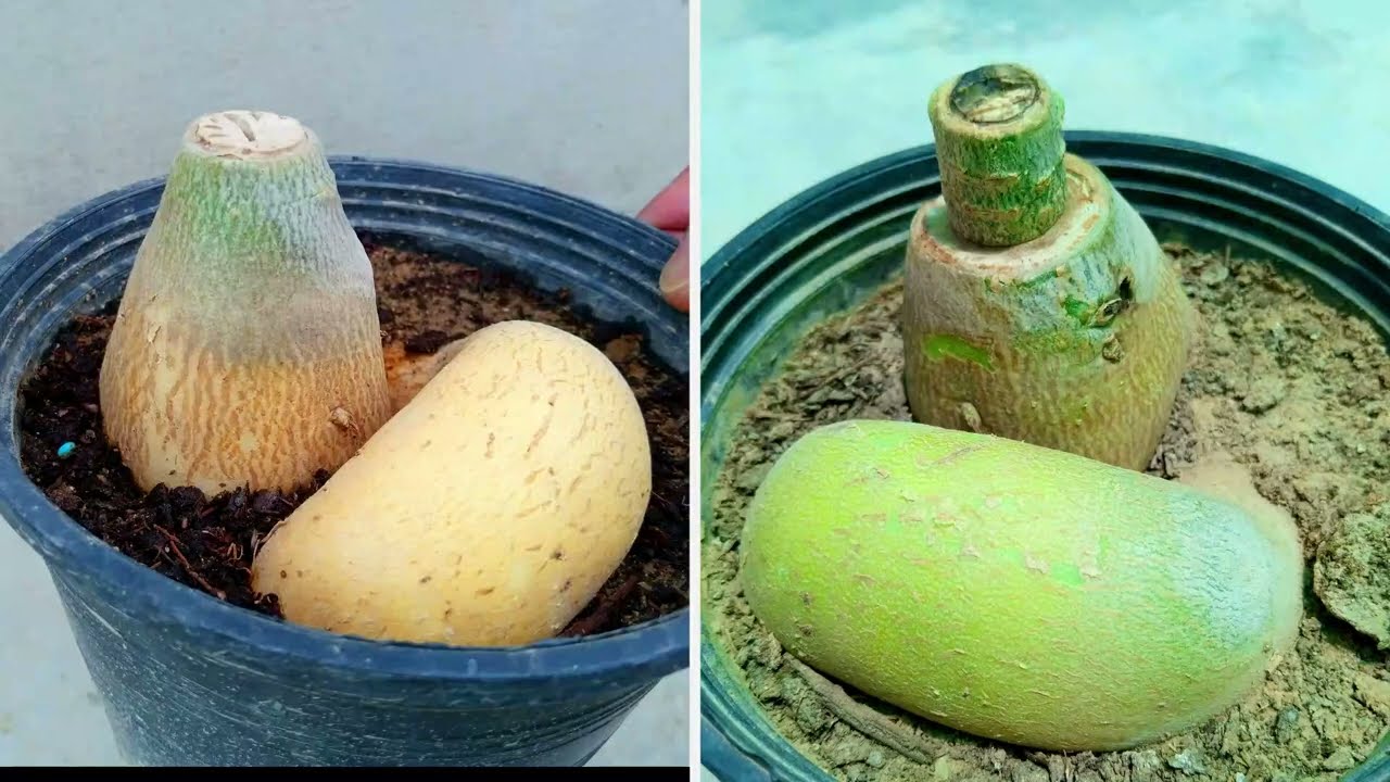 Adenium Grafting Techniques
