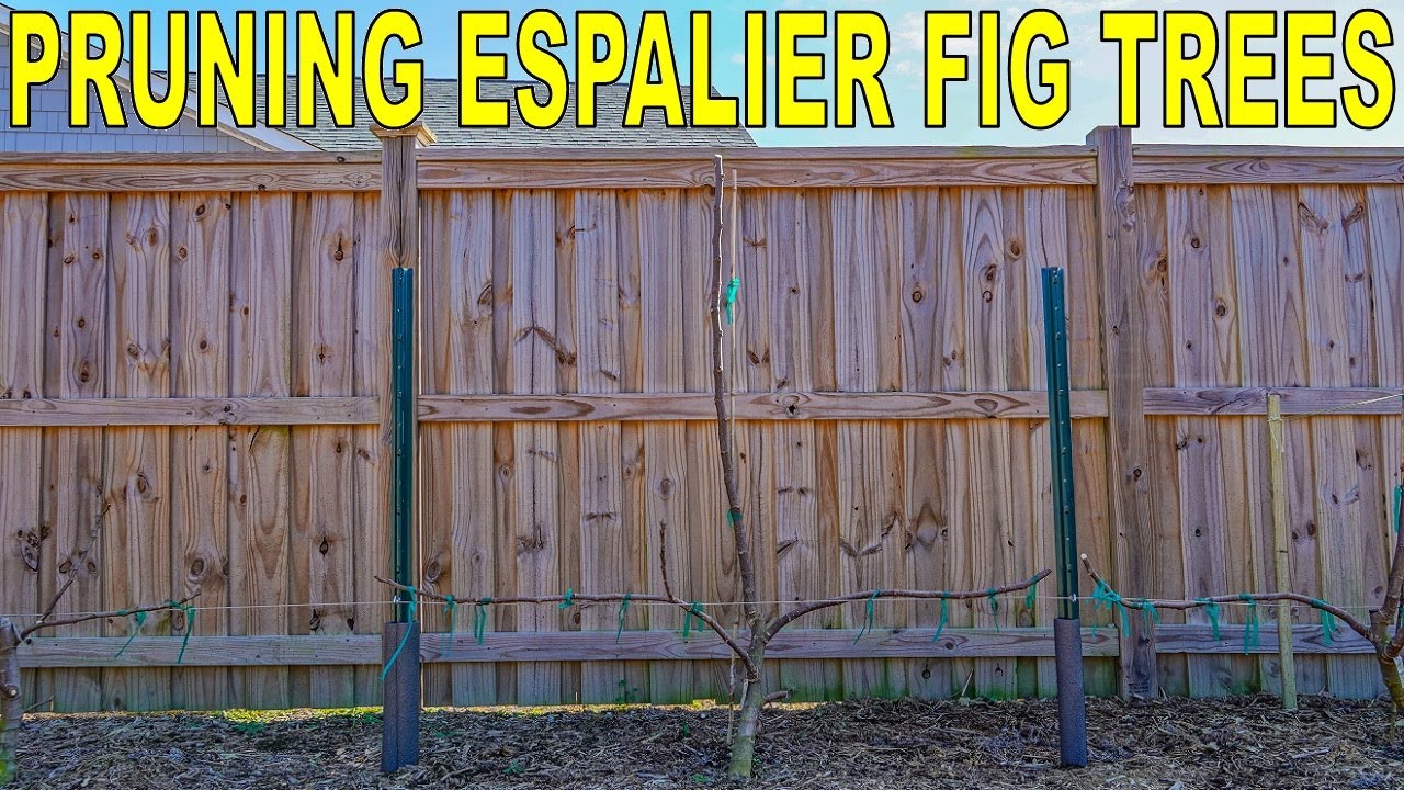 How To Pruning Espalier Fig Trees First Year [COMPLETE GUIDE]