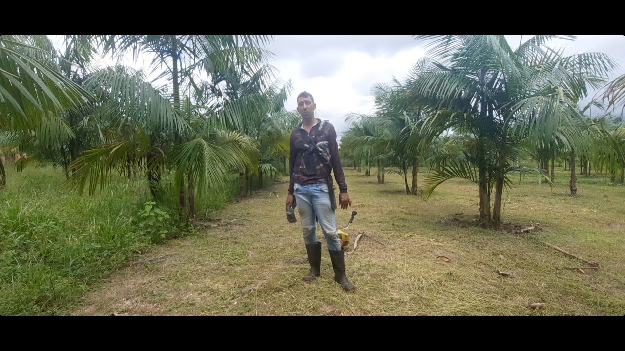 1° Etapa Do Manejo Do Plantio De Açaí Em Terra Firme Roçagem !!!