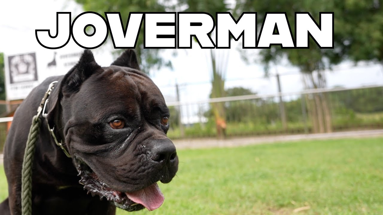JOVERMAN KENNEL - Ep1