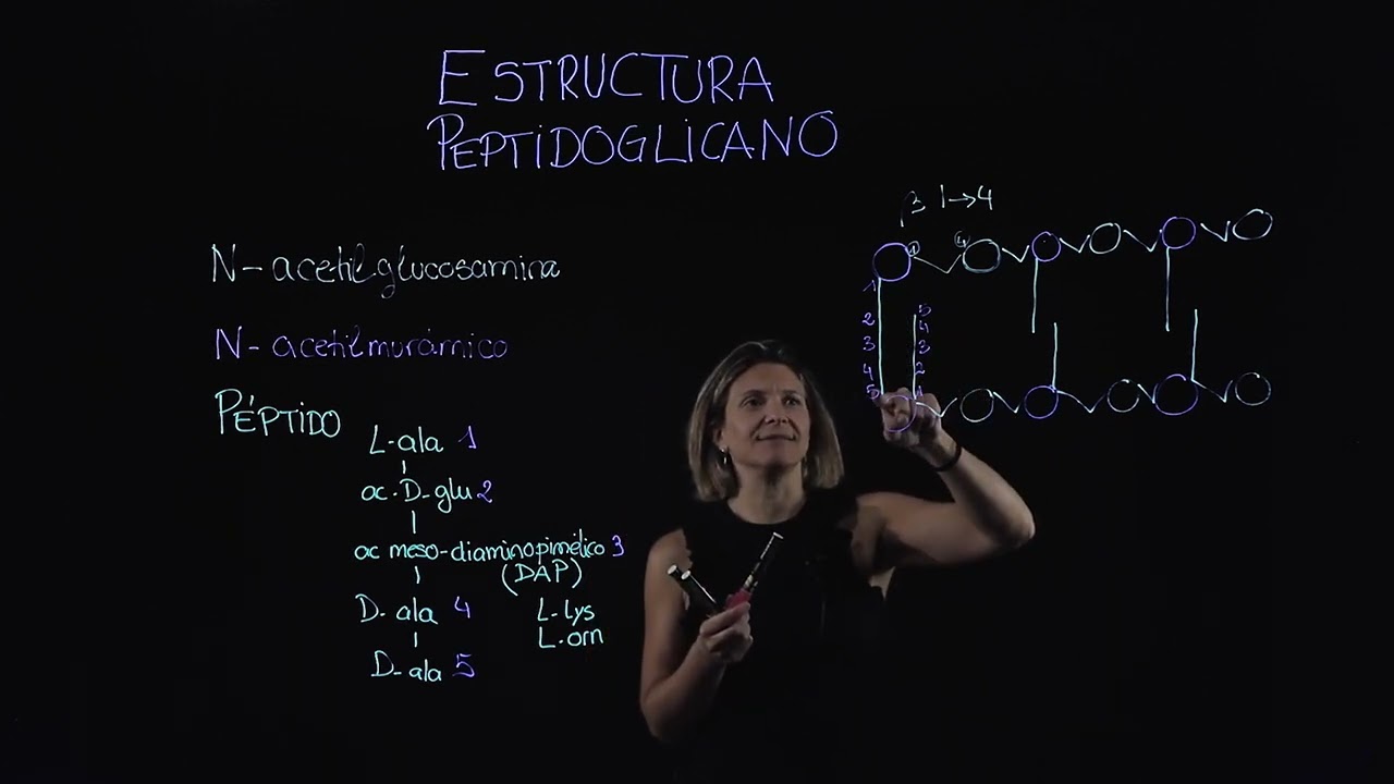 Estructura peptidoglicano