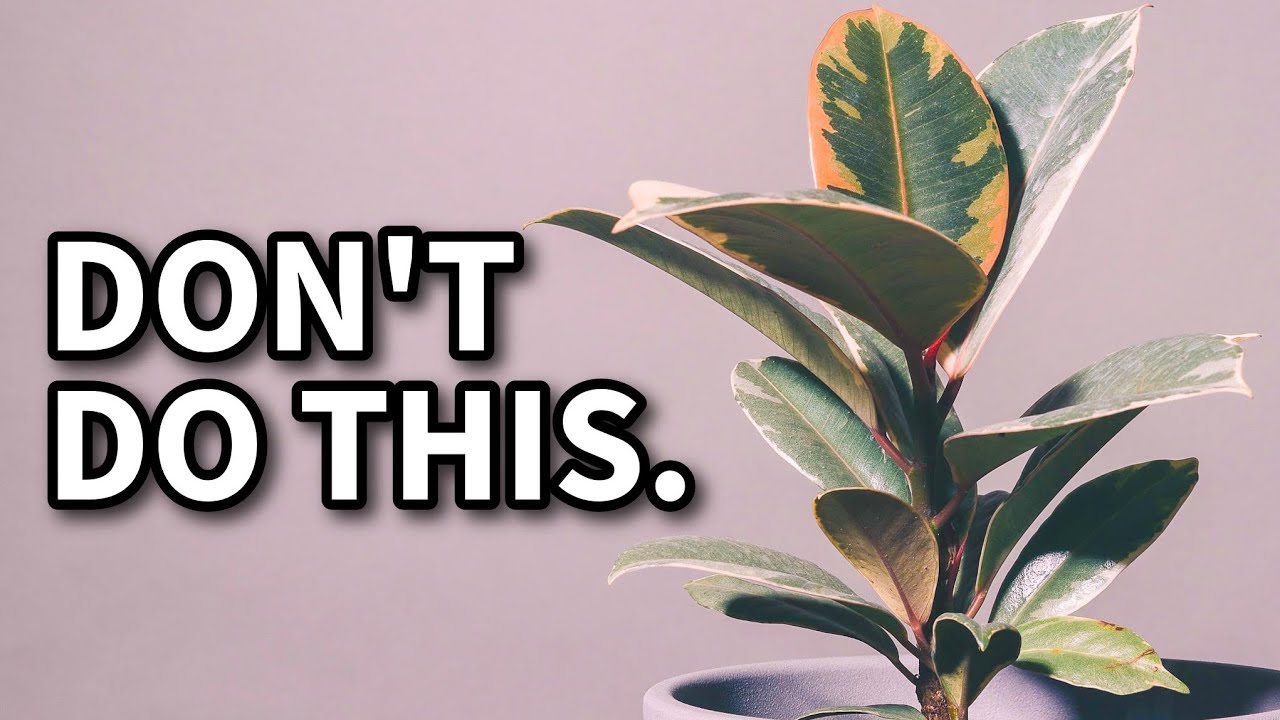Rubber Plant Proper Care - Mga Bagay na Hindi Dapat Gawin