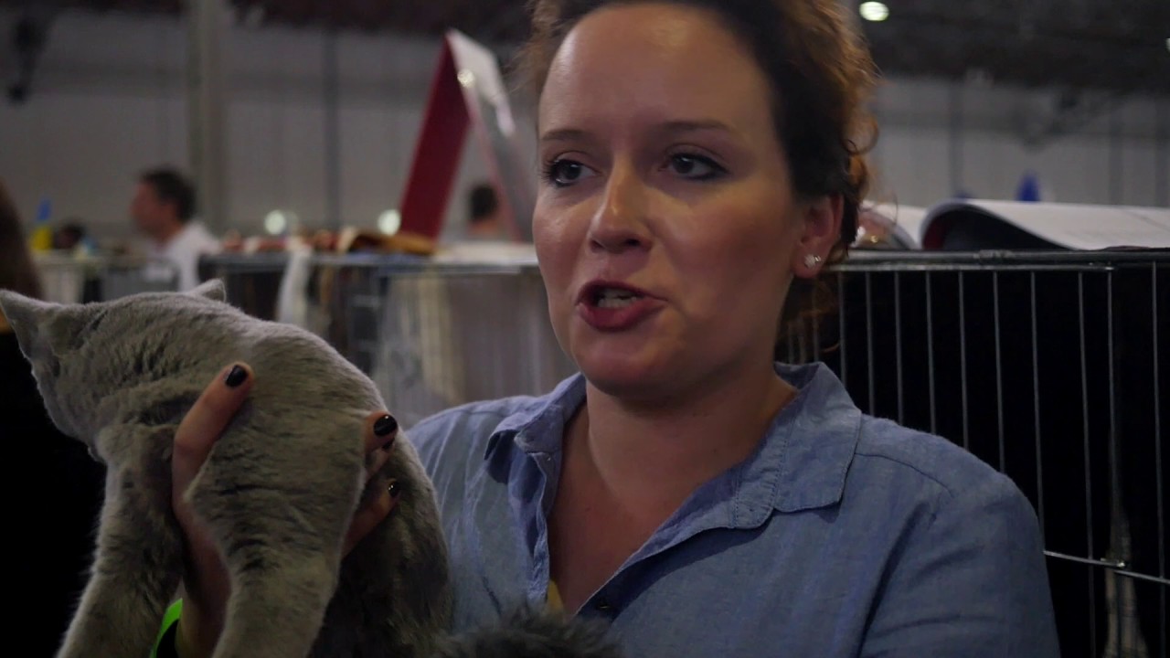 Katzenausstellung in Wien: Wo die schönsten Katzen der Welt gekürt werden