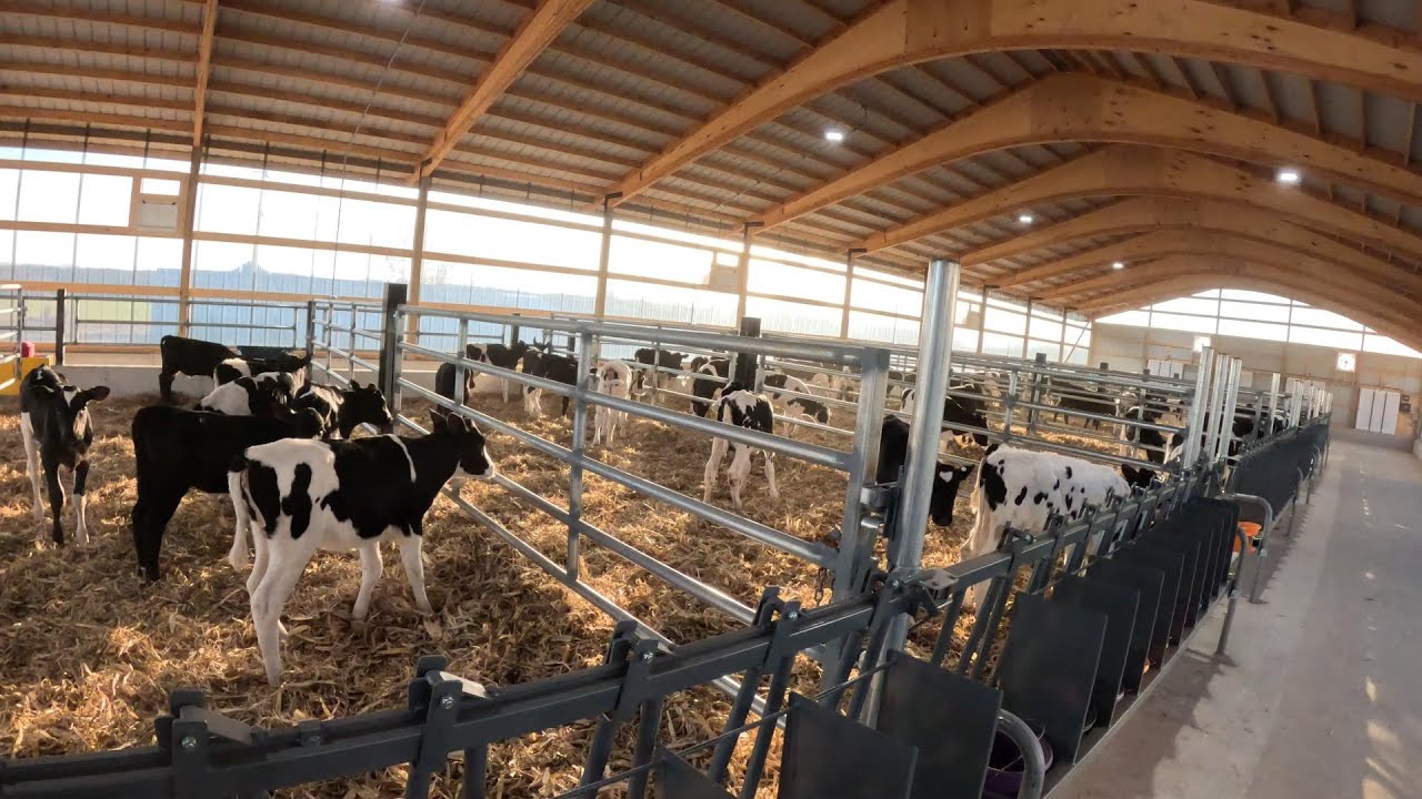 Pt 1) The Most Ideal Calf Barns