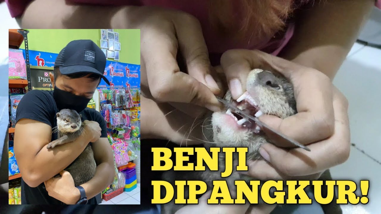 PANGKUR GIGI TARING OTTER!