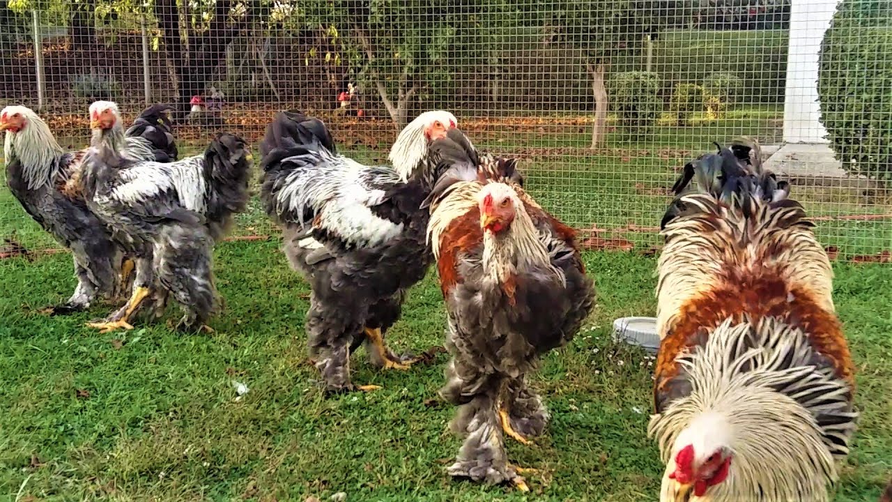 BSO BRAHMA  YOUNG ROOSTERS IN THE BACKYARD