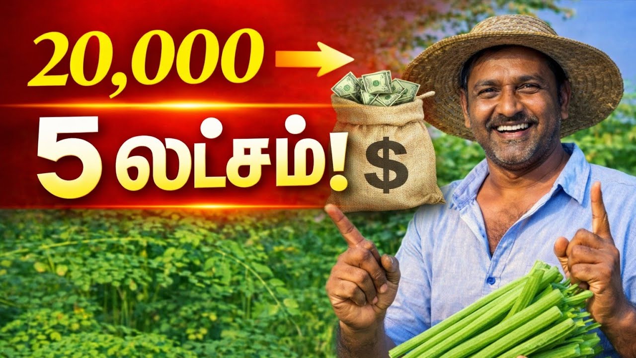 யாழ்ப்பாணத்தில் முருங்கை தோட்டம் வைத்து லட்சாதிபதி ஆன விவசாயி | ஒரு பரப்பில் இவ்வளவு வருமானமா?