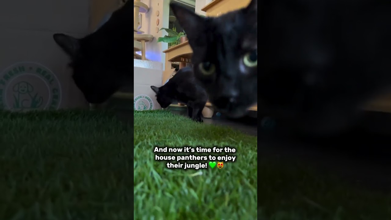 Cat Enrichment for Indoor Cats