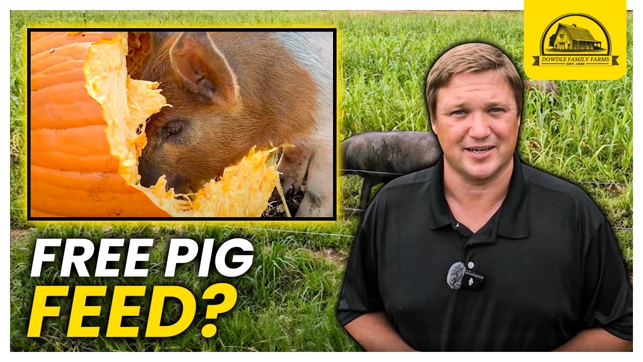 Beware of Free Pig Feed: Essential Pastured Pig Nutrition