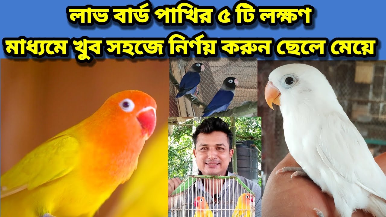 ‌লাভ বার্ড পাখির | ৫টি লক্ষণ নির্ণয় করুন ছেলে মেয়ে | Love birds male and female | Birds of village