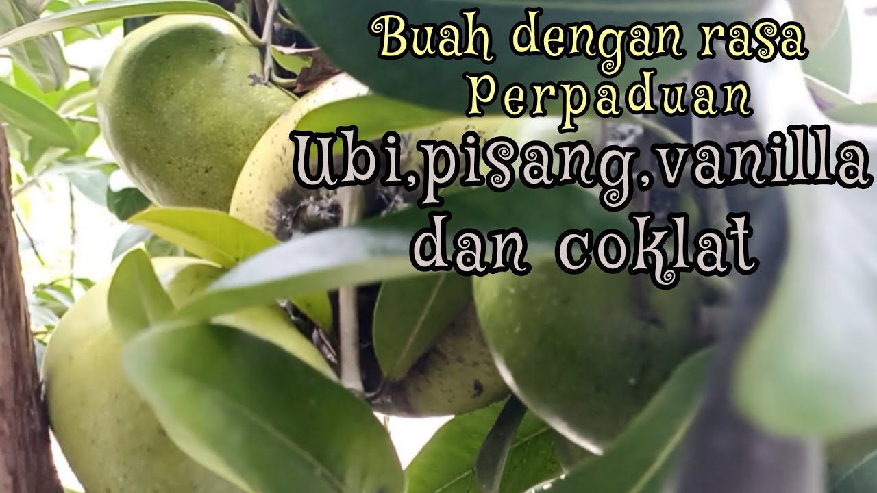MENGENALI BUAH BLACK SAPOTE || BUAH DENGAN RASA PERPADUAN PUDDING COKLAT PISANG DAN UBI
