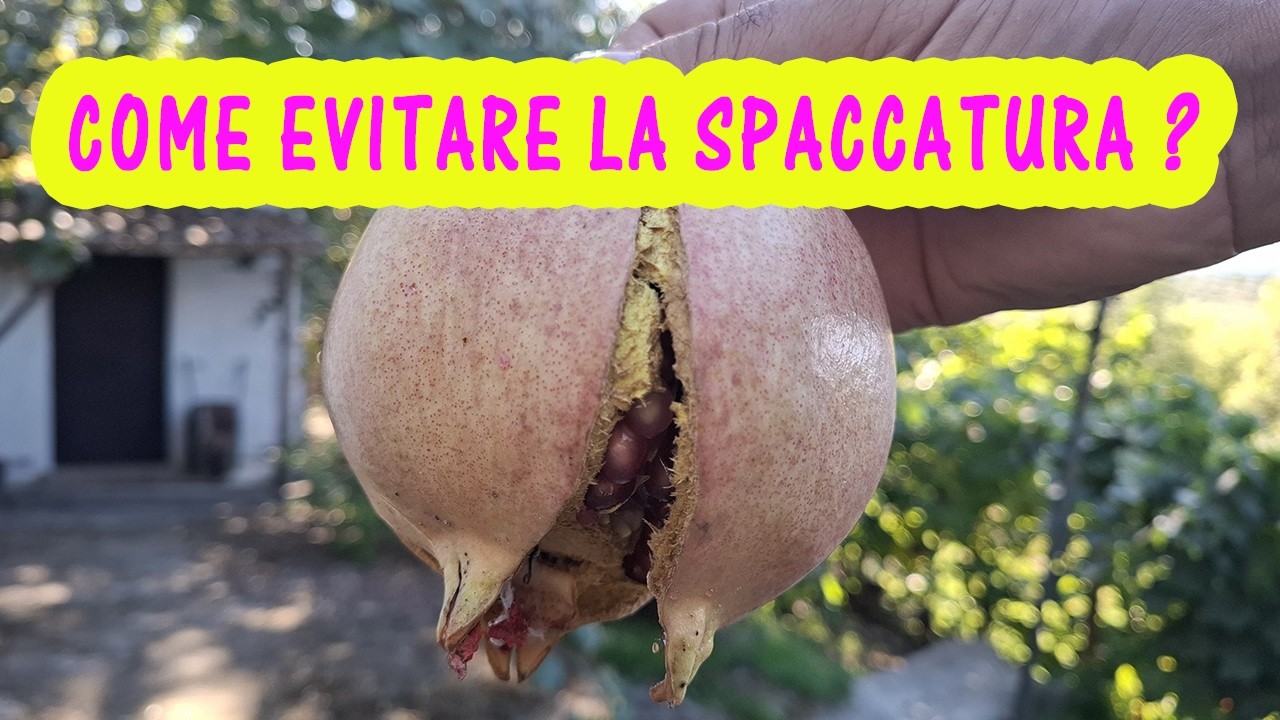 Come evitare la spaccatura del melograno / melagrana? Perché le mie melagrane si spaccano? Cracking