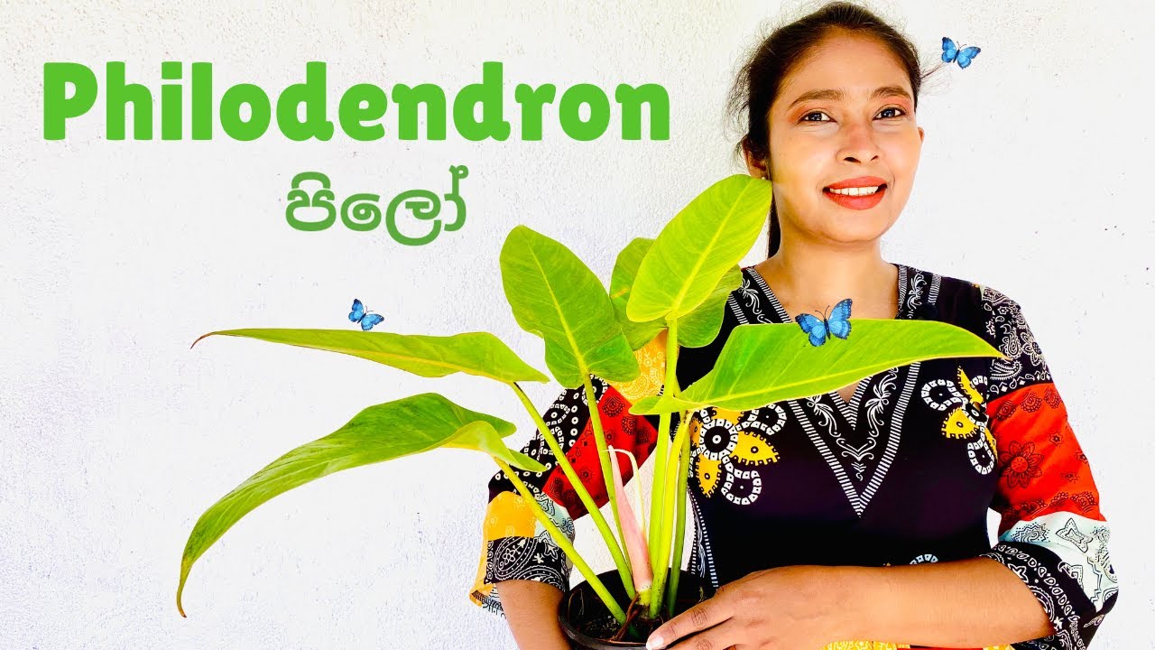 Philodendron Wagawā | Philo Wagawa Plant Care in Sinhala | How to Grow Philodendron / “පිලෝ” වගාව 🪴🌱