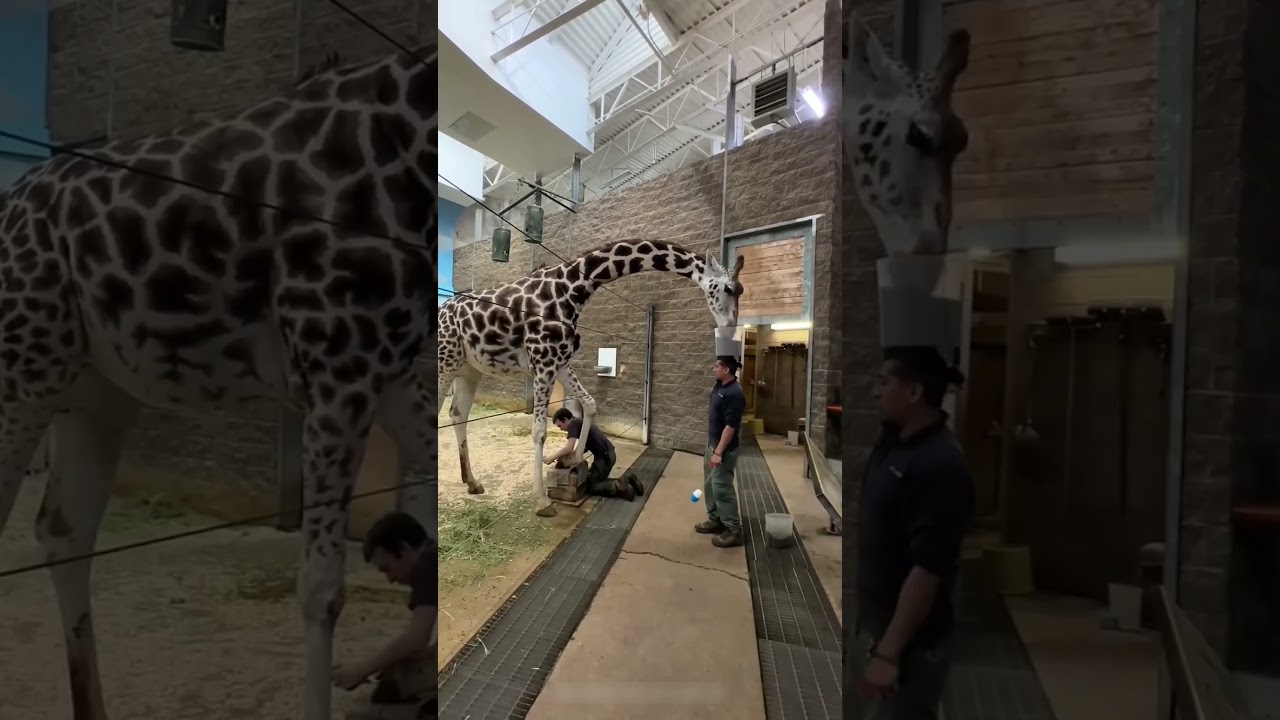 Limpando a Girafa com um Truque Genial 🦒❤️