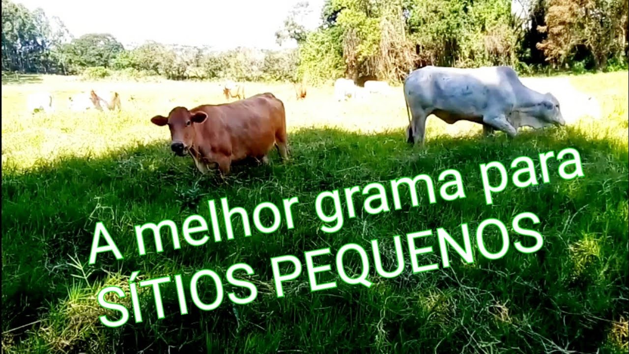 A melhor grama para sítios pequenos