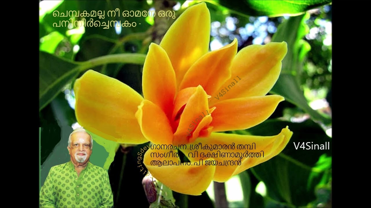ചെമ്പകമല്ല നീ ഓമനേ..CHEMBAKAMALLA NEE OMANE.../Sathidevi/P jayachandran