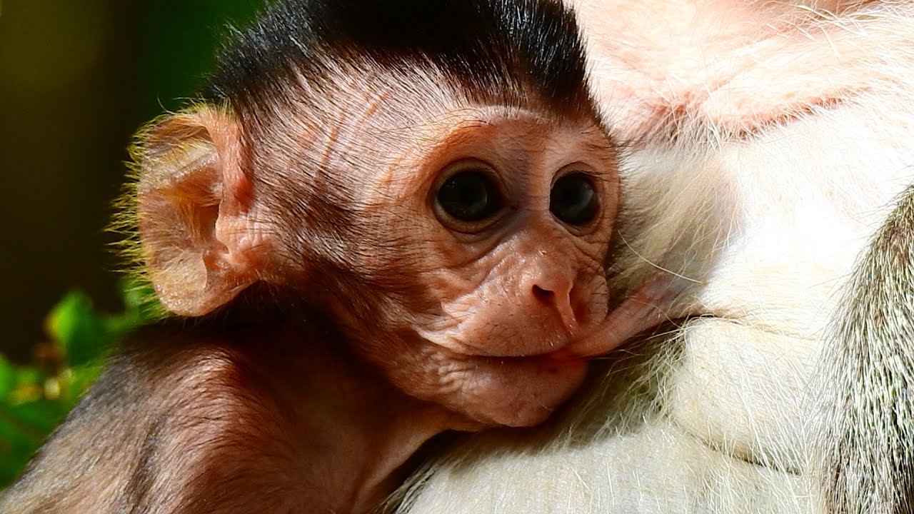 Adorable monkey SAXON get milk with mommy so long time. Look so full milk.