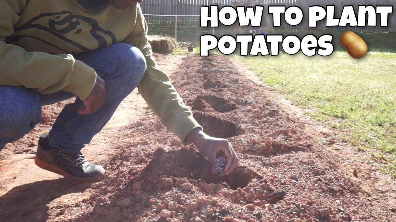 How to Plant Potatoes….