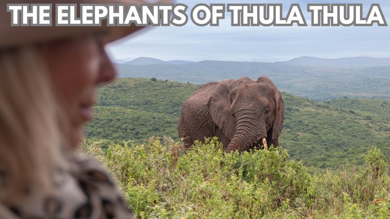 Thula Thula Game Reserve: The best Elephant Reserve in KwaZulu-Natal