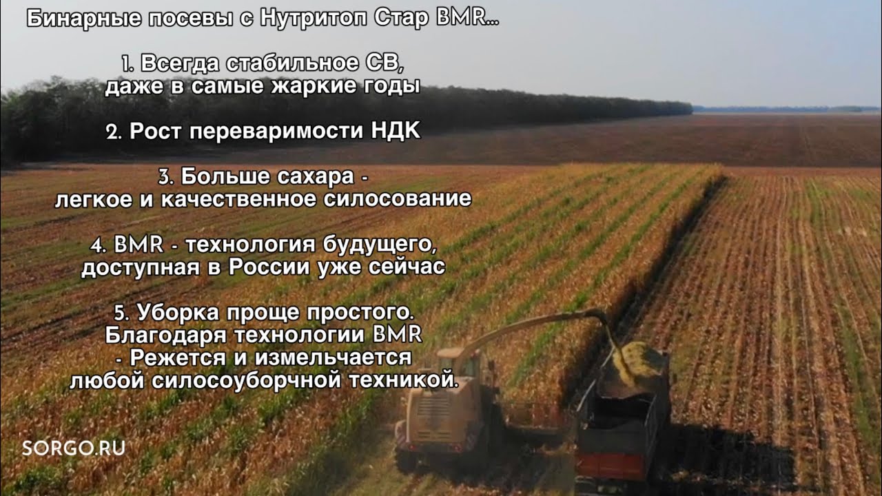 Бинарные посевы с Нутритоп Стар BMR Сорго + 🌽 кукуруза Семена сорго