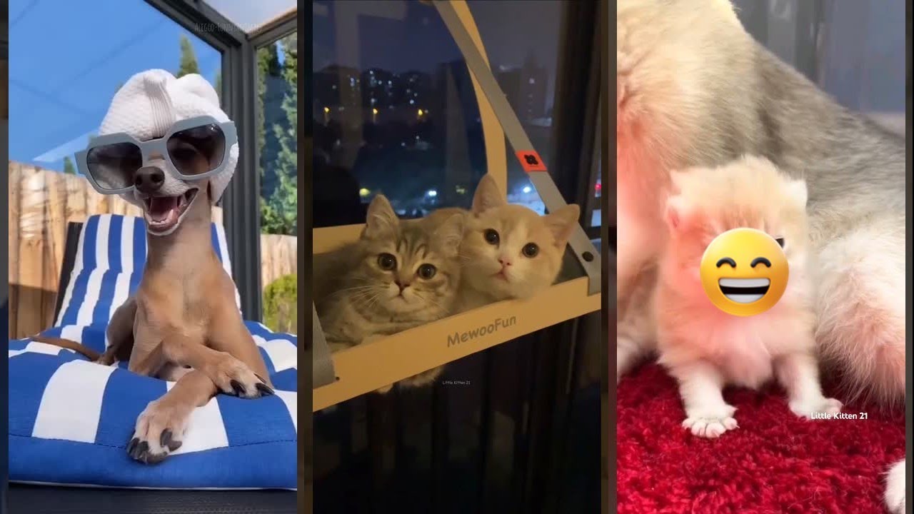 Funniest Cat 🥰 funny cats moments 🙀 #FunnyCats Ep 1938
