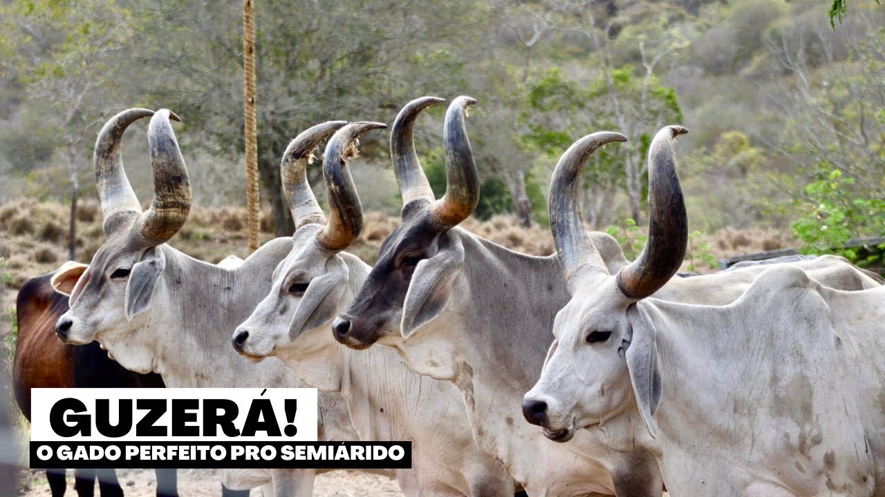 O Gado Perfeito para o Semiárido! Guto Trindade Mostra o Poder do Guzerá na Fazenda Cajazeira