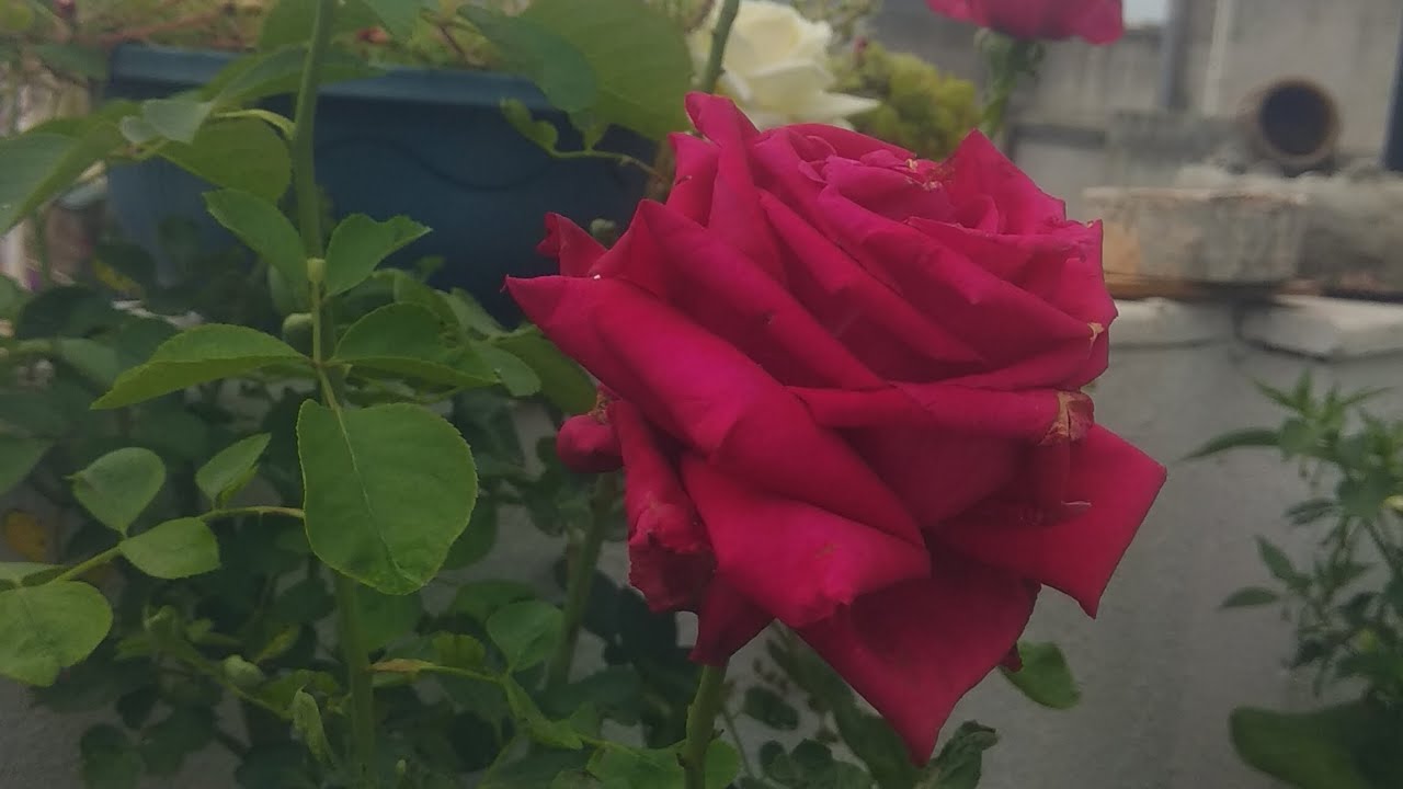 Beautiful roses plants and growing care tips#flowers #rosecaring #🌹🌹🌹🌹🌹🌹