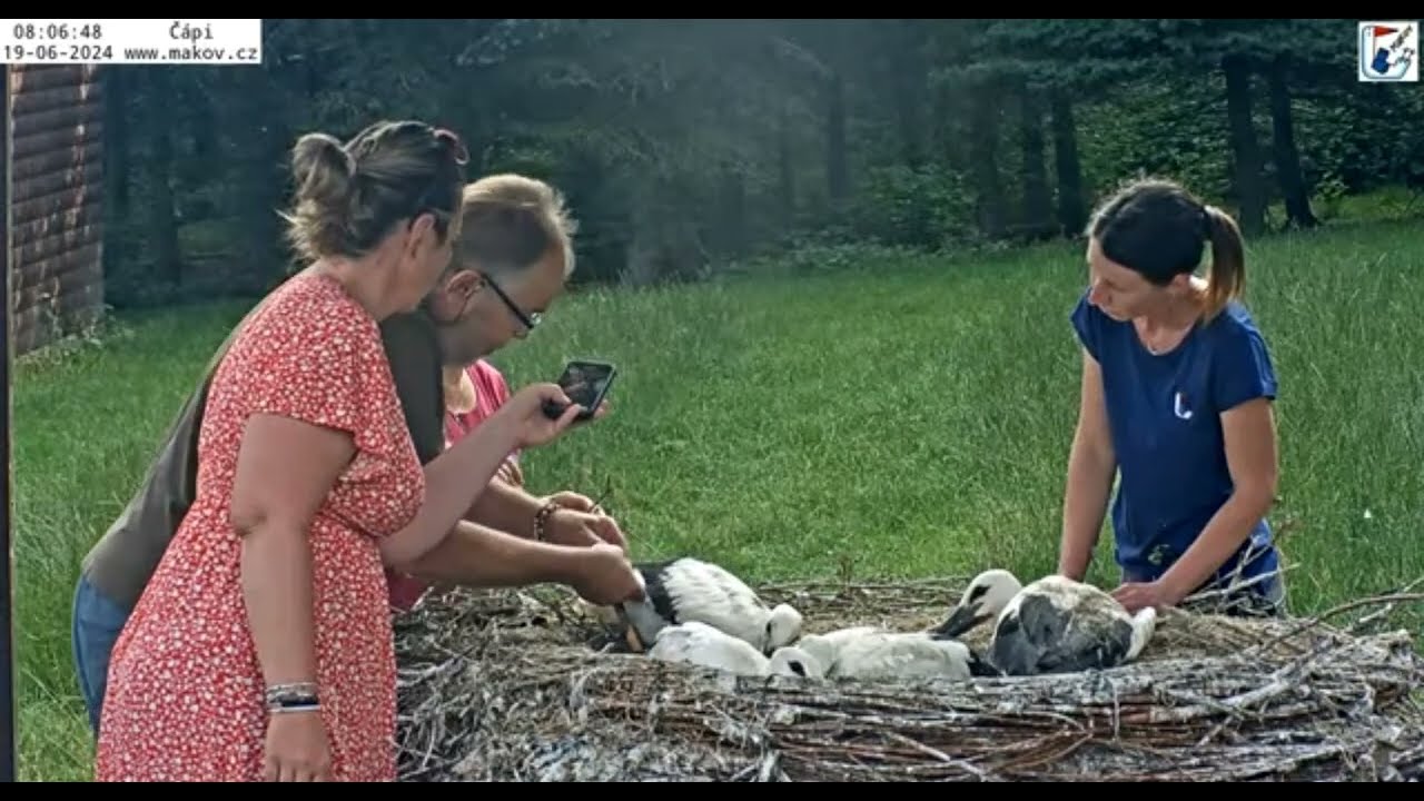 Makov/CZ    RINGED the 4 adopted Vrchlabí young storks.       2024.06.19.