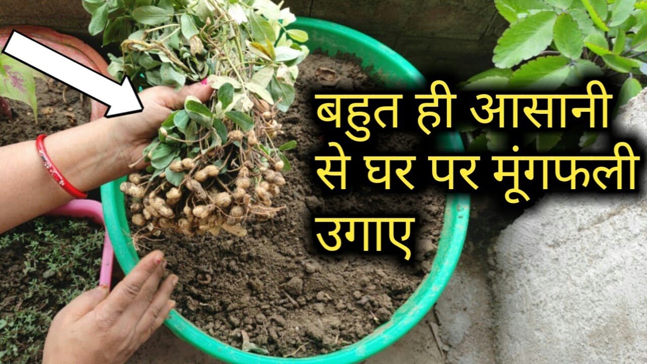 How to grow Peanuts at Home Very Easily?||घर पे मूंगफली कैसे उगाए?|| Very Easy Steps