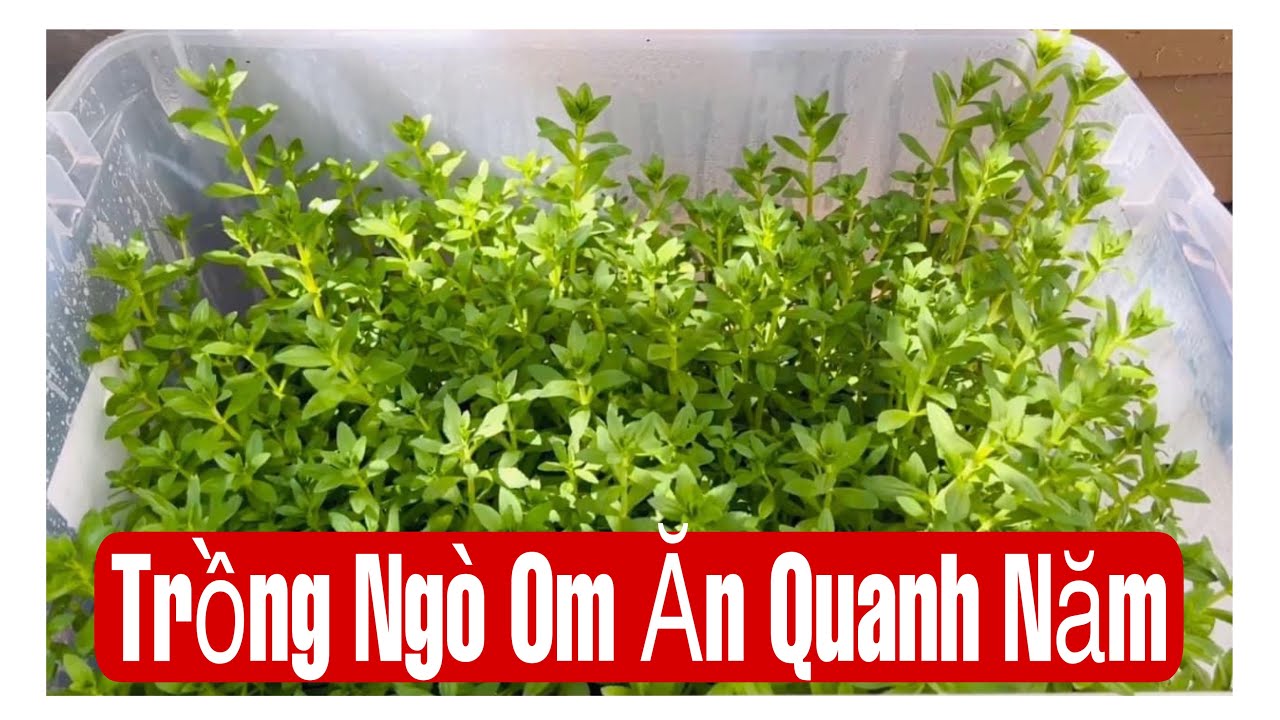 Chia Sẽ Cách Trồng Ngò Om Trong Thùng Có Ăn Quanh Năm || MÂY XANH || Video 132