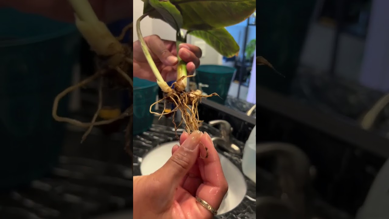 Soil to Semi-Hydro UPDATE #semihydro #calathea #plantcaretips