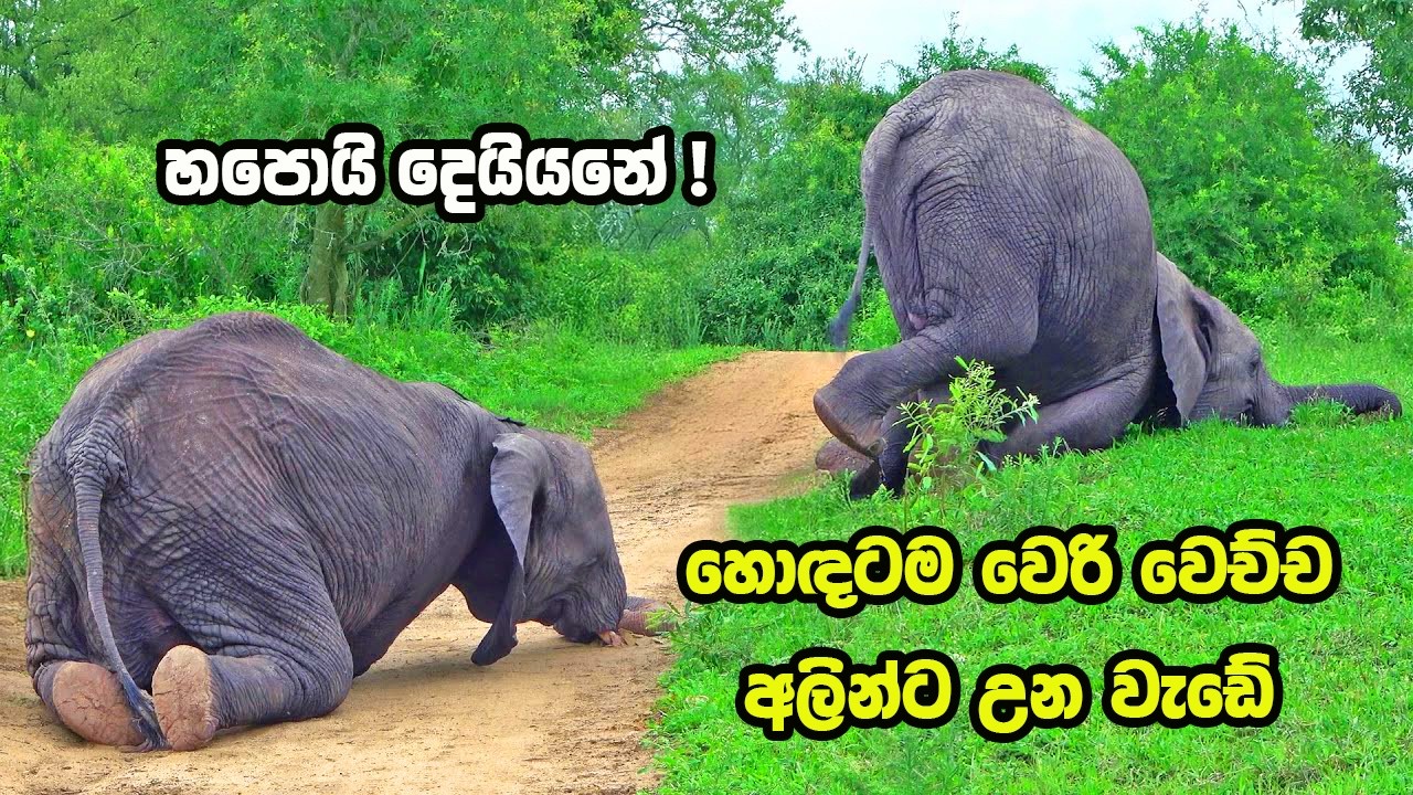 ඔබ මේවා දකින්නේ ජිවිතේ පළමු වතාවට EP:511