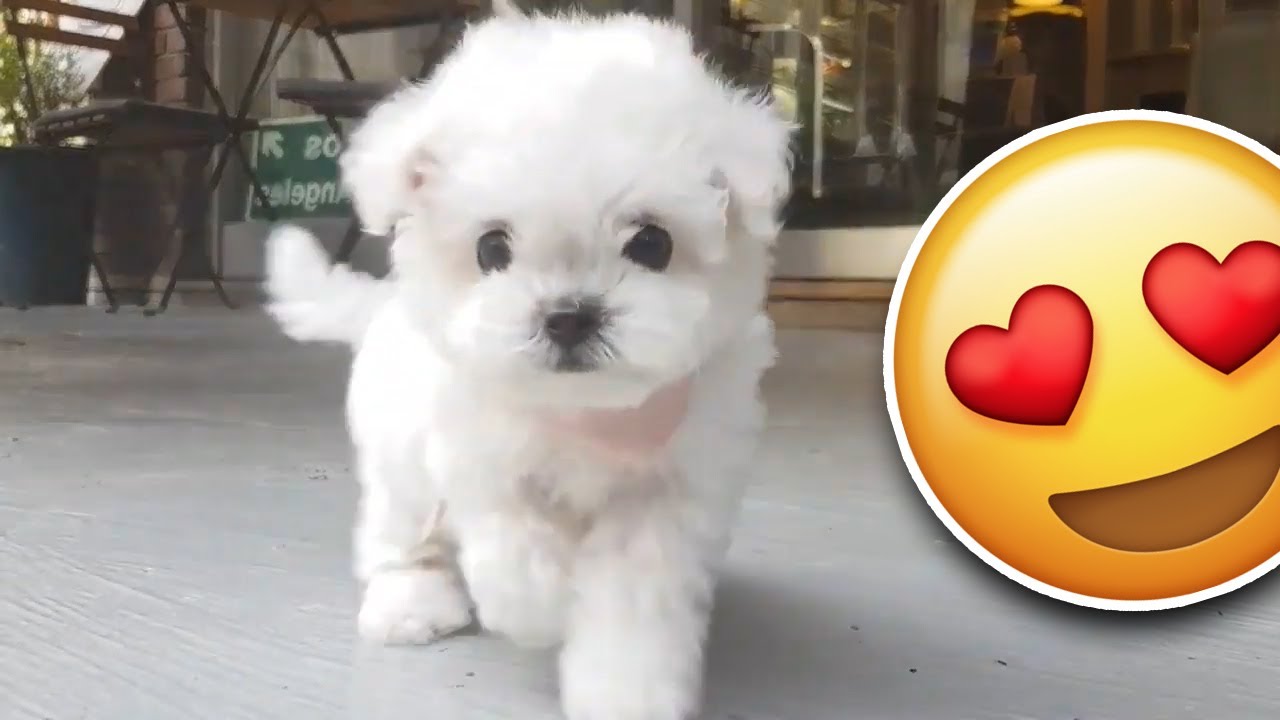 Bichon frise PUPPY is the cutest!