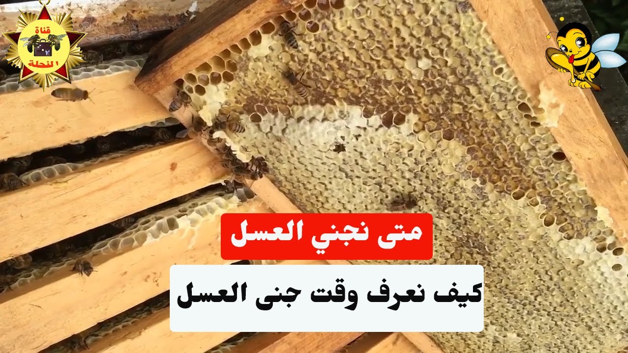 الوقت المناسب لجني العسل ( وقت قطف العسل )