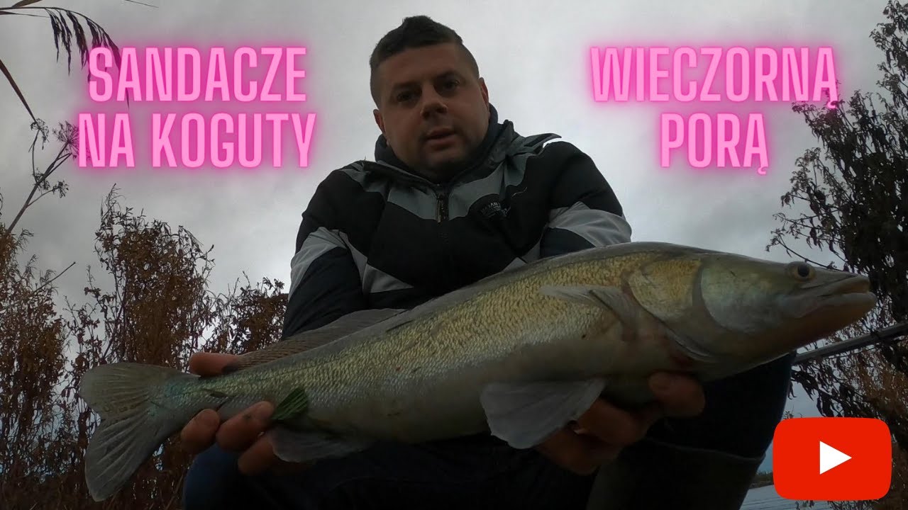 Sandacze na koguty wieczorową porą